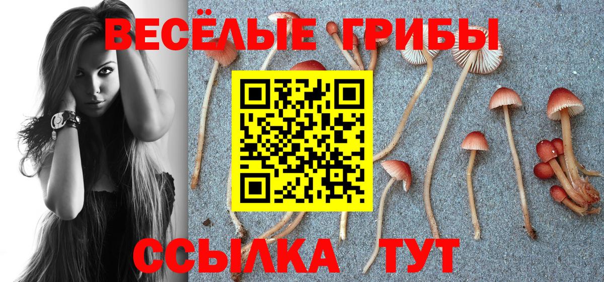 Черняховск  Псилоцибиновые грибы Psilocybe  Вход с VPN 